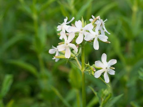 Silene noctiflora  (Night Flowering Catchfly) seeds - RP Seeds