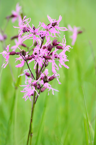 Silene flos-cuculi [syn. Lychnis] (Ragged Robin) seeds - RP Seeds