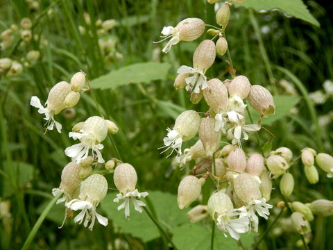 Silene vulgaris (Bladder Campion) seed - RP Seeds