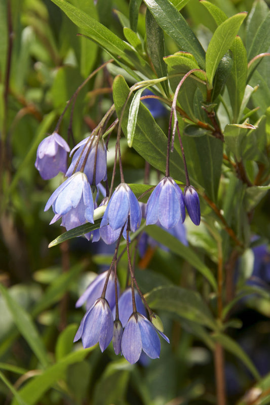 Sollya heterophylla (Australian Blue Bell Creeper) seeds - RP Seeds