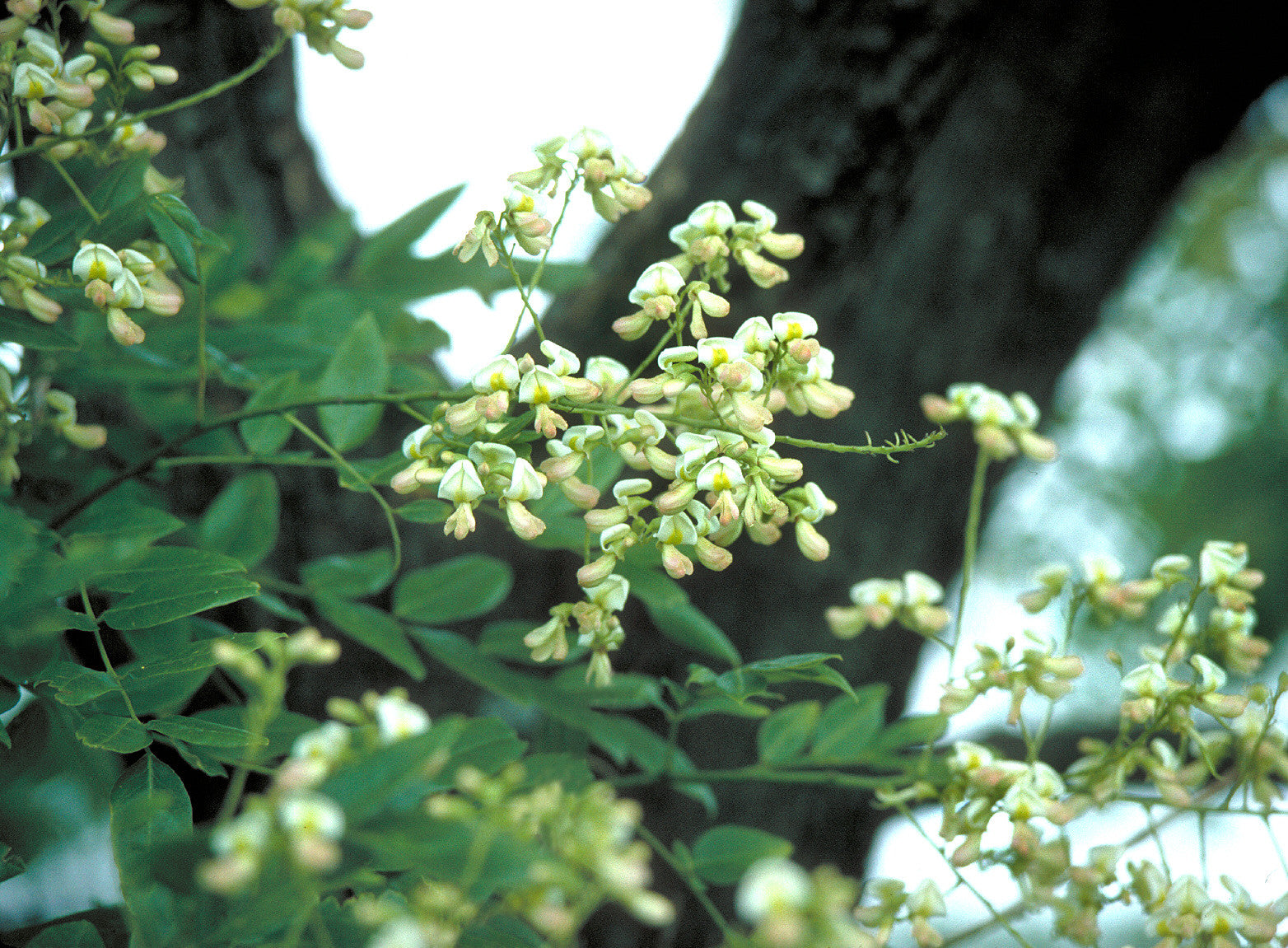 Sophora japonica (Pagoda Tree) seeds - RP Seeds