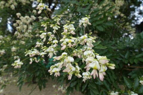 Sophora japonica (Pagoda Tree) seeds - RP Seeds