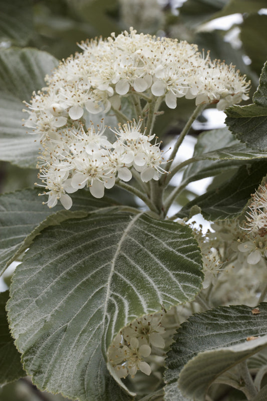 Sorbus aria (Whitebeam) seeds - RP Seeds