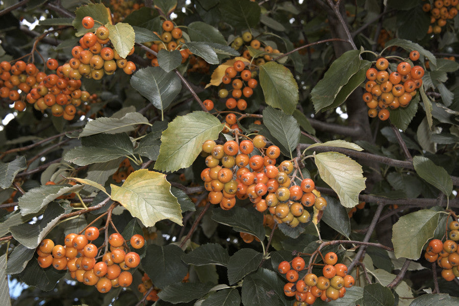 Sorbus aria (Whitebeam) seeds - RP Seeds