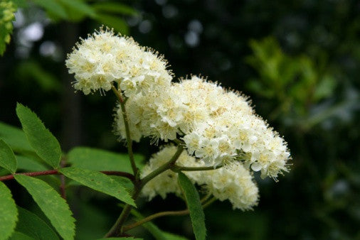 Sorbus aucuparia (Mountain Ash/Rowan) seeds - RP Seeds