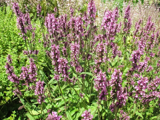 Stachys officinalis [syn. Betonica]  (Betony) seeds - RP Seeds