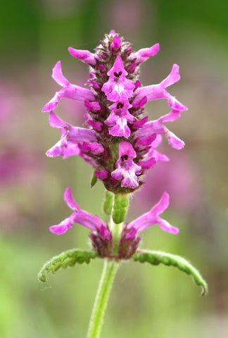 Stachys officinalis [syn. Betonica]  (Betony) seeds - RP Seeds