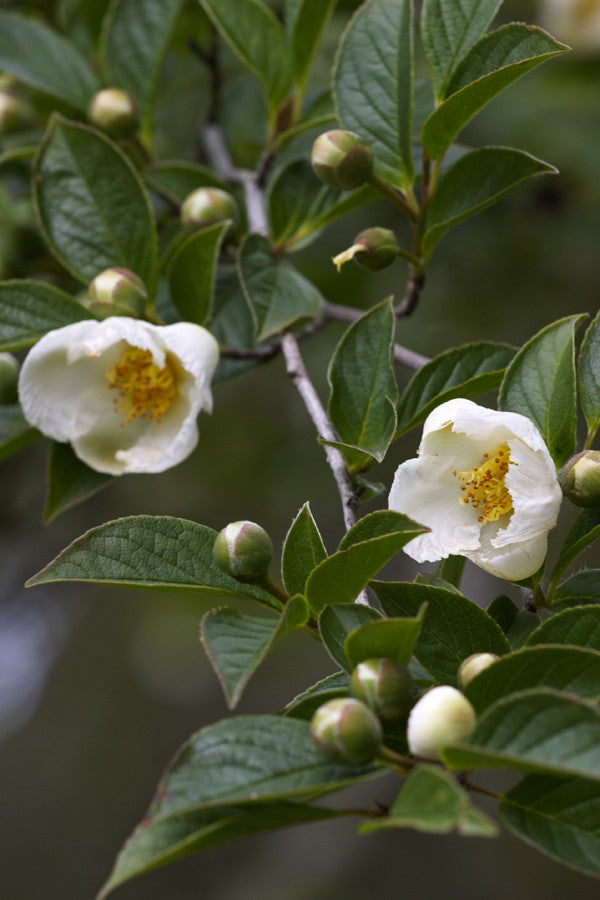 Stewartia sinensis (Chinese Stewartia) seeds - RP Seeds