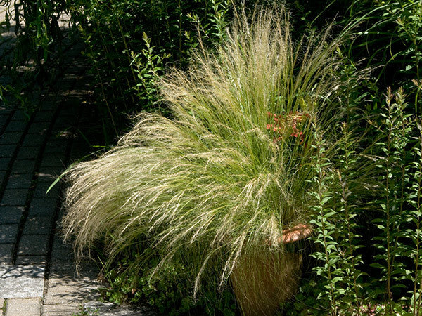 Stipa tenuissima Pony Tails seeds - RP Seeds