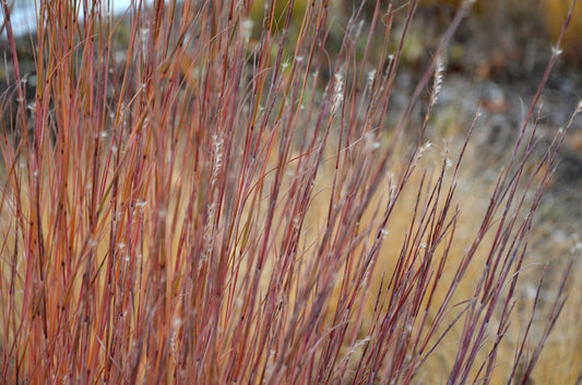 Stipa arundinacea (Pheasant Tail Grass) seeds