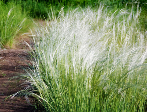 Stipa lessingiana (Feather Grass) seeds