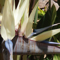 Strelitzia nicolai (Black/White Bird of Paradise) seeds - RP Seeds