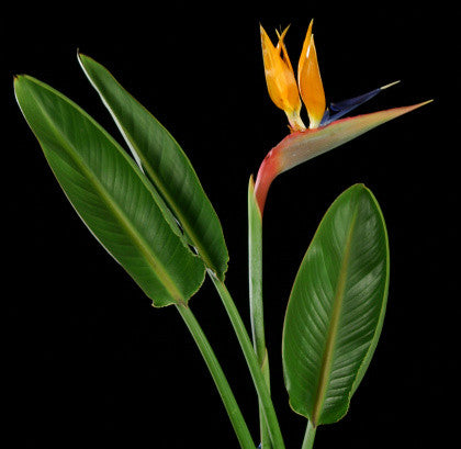 Strelitzia reginae (Orange Bird of Paradise) seeds - RP Seeds