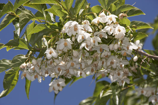 Styrax japonica (Japanese Snowbell) seeds - RP Seeds