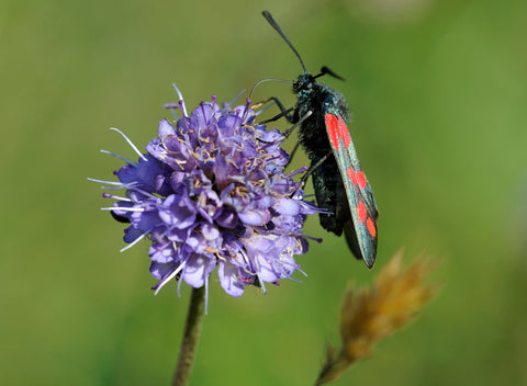 Succisa pratensis (Devil's Bit Scabious) seeds - RP Seeds