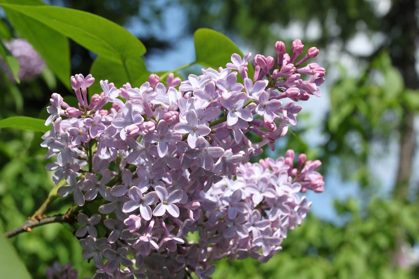 Syringa vulgaris (Lilac) seeds - RP Seeds