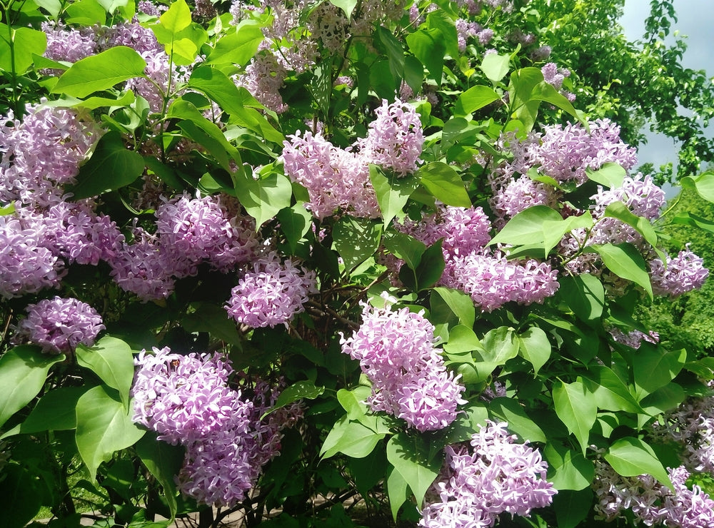 Syringa vulgaris (Lilac) seeds - RP Seeds