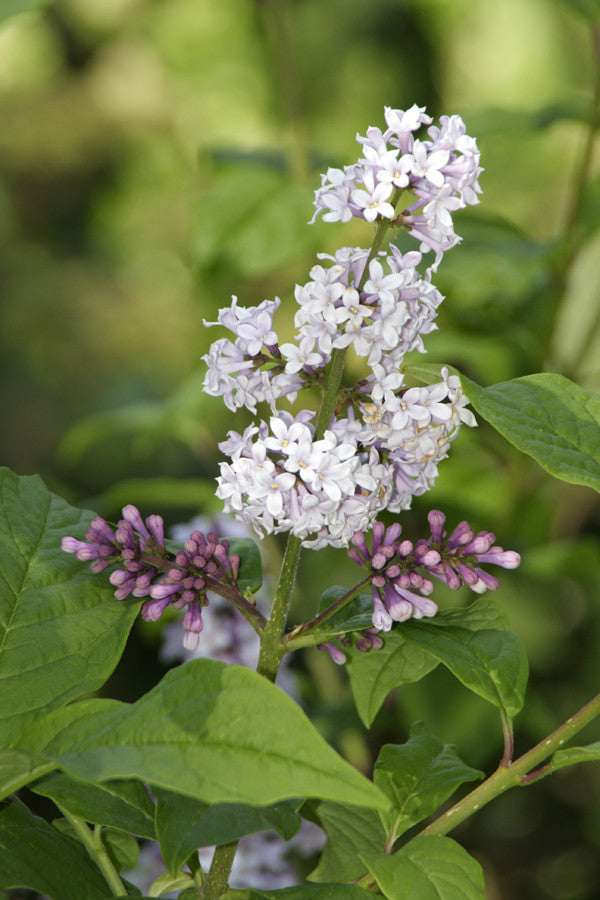 Syringa wolfii (Wolf's Lilac) seeds - RP Seeds