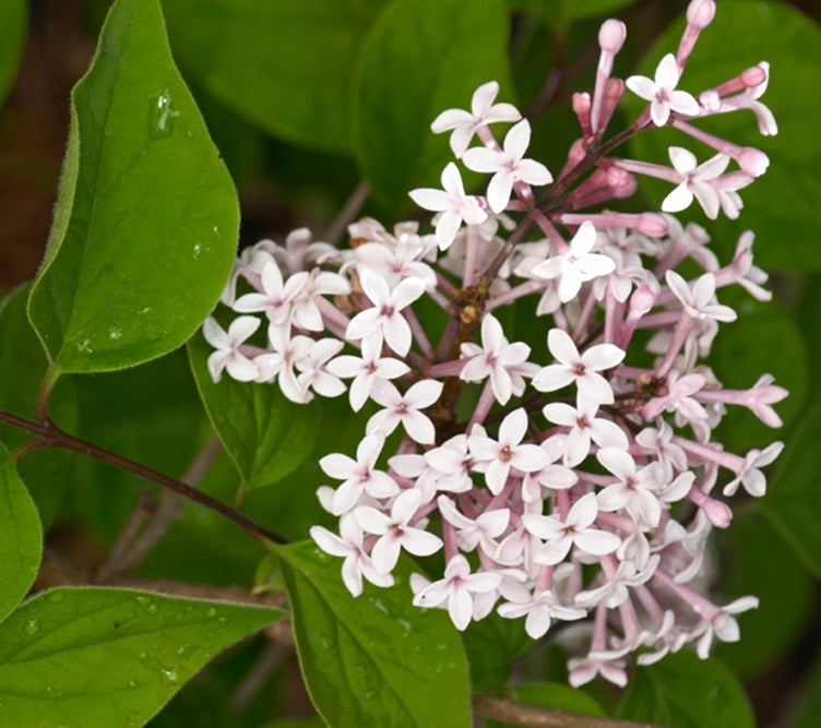 Syringa microphylla (Dwarf Lilac) seeds