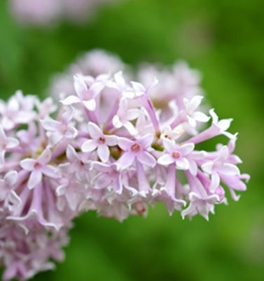 Syringa villosa (Late Lilac) seeds - RP Seeds