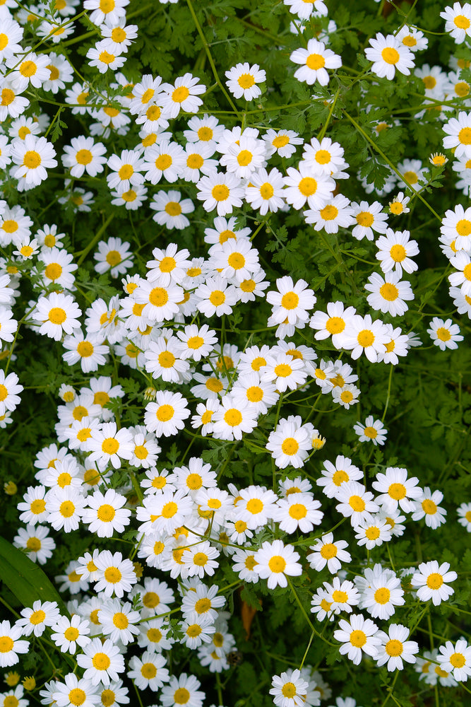 Tanacetum niveum Jackpot (Silver Tansy) seeds - RP Seeds