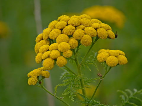 Tanacetum vulgare (Tansy) seeds - RP Seeds