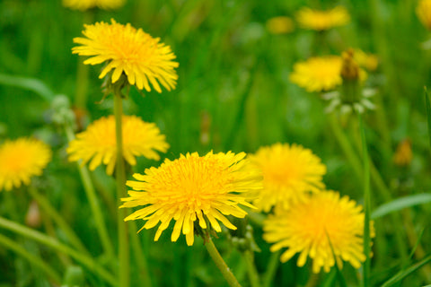 Taraxacum officinale (Dandelion) seeds