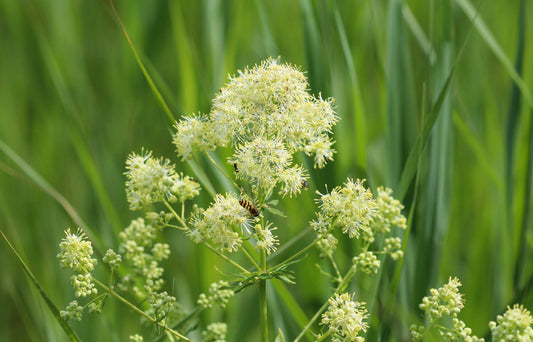 Thalictrum flavum (Common Meadow Rue) seeds