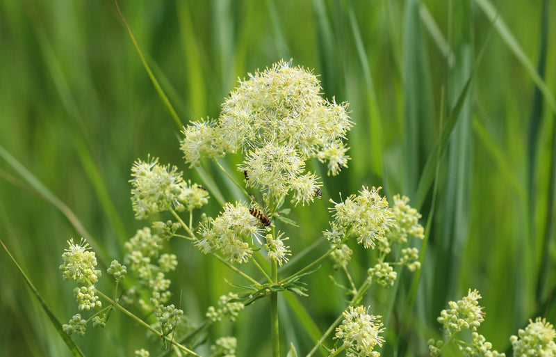 Thalictrum flavum (Common Meadow Rue) seeds