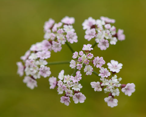 Torilis japonica (Upright Hedge Parsley) seeds - RP Seeds