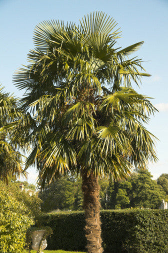 Trachycarpus fortunei (Chusan/Windmill Palm) seeds - RP Seeds