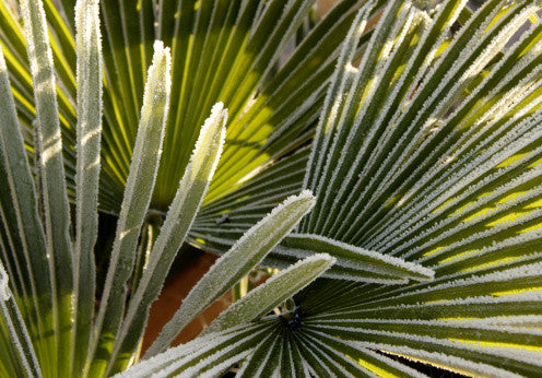 Trachycarpus fortunei (Chusan/Windmill Palm) seeds - RP Seeds