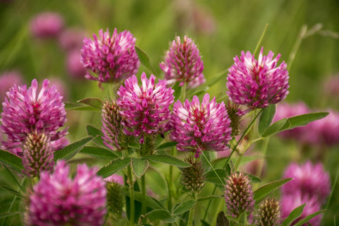 Trifolium pratense (Red Clover) seeds