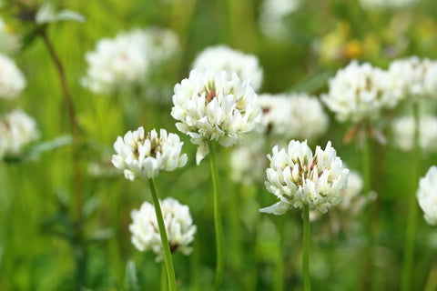 Trifolium repens (White Clover) seeds