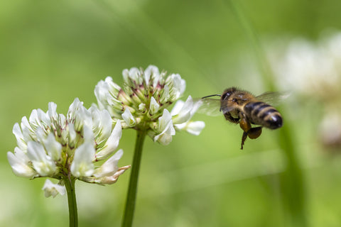 Trifolium repens (White Clover) seeds