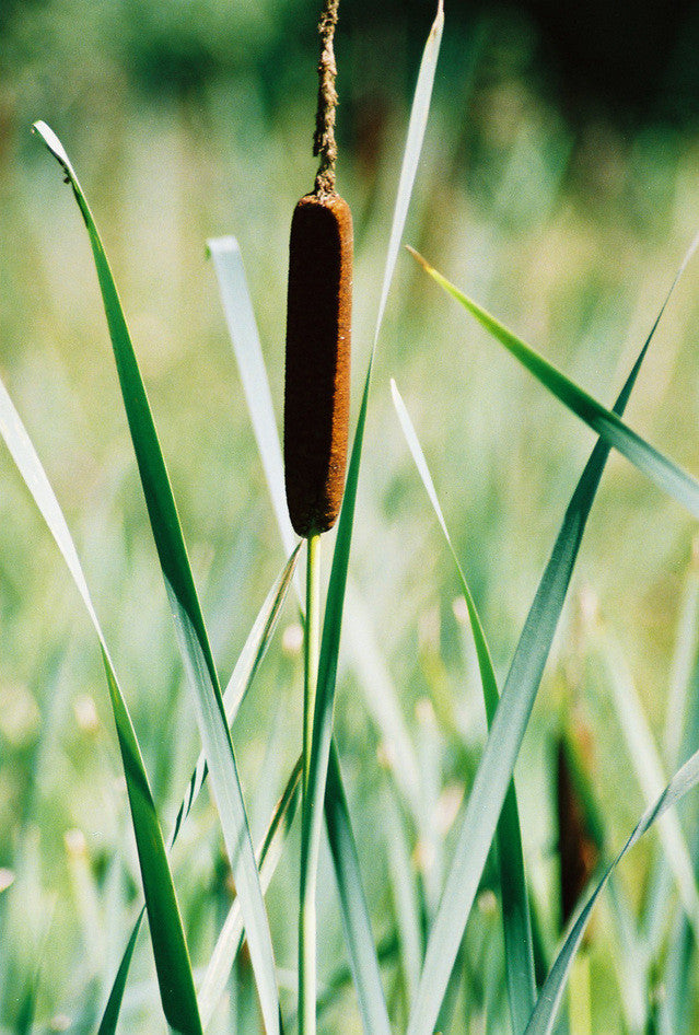 Typha angustifolia (Bulrush) seeds - RP Seeds