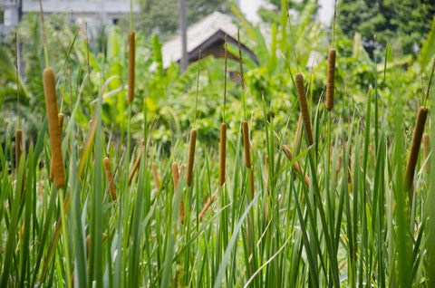 Typha angustifolia (Bulrush) seeds - RP Seeds