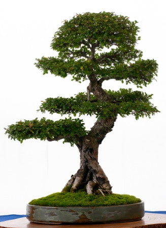 Ulmus parviflora (Chinese Elm) seeds - RP Seeds