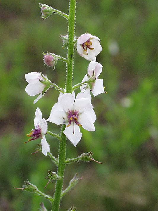 Verbascum blattaria White (Mullein) seeds - RP Seeds