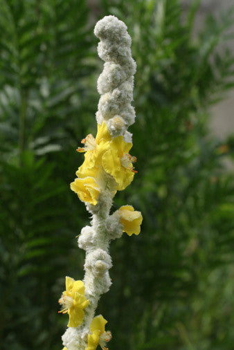 Verbascum bombyciferum Polar Summer (Mullein) seeds - RP Seeds