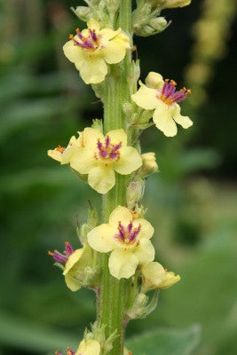 Verbascum nigrum (Mullein) seeds - RP Seeds