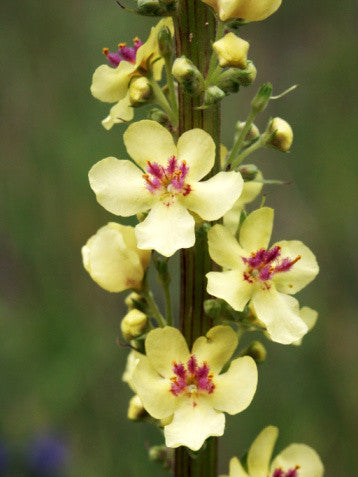 Verbascum nigrum (Mullein) seeds - RP Seeds