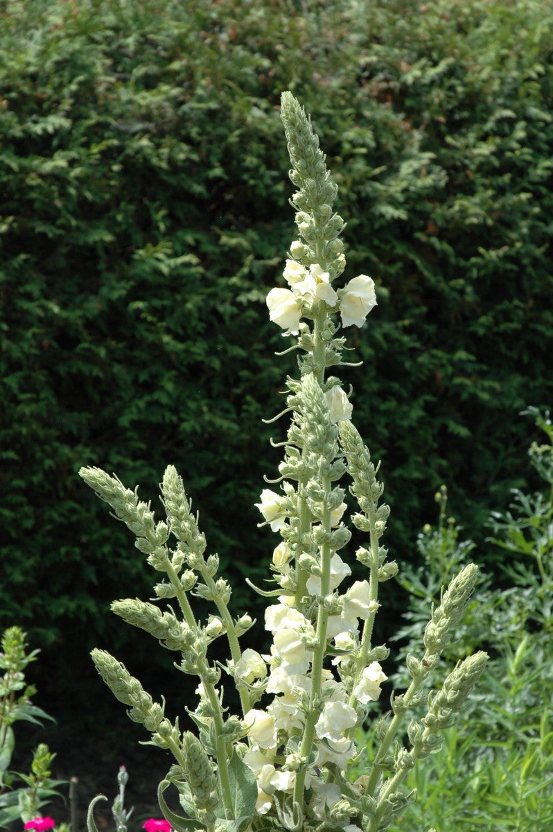 Verbascum Snow Maiden (Mullein) seeds - RP Seeds