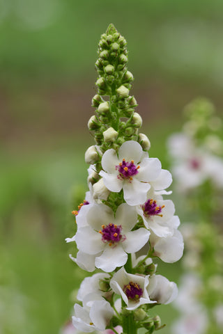 Verbascum nigrum album (Mullein) seeds