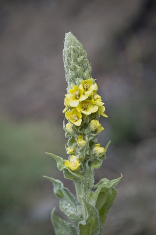 Verbascum thapsus (Great Mullein) seeds - RP Seeds