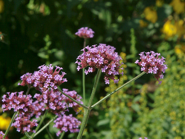 Verbena bonariensis seeds - RP Seeds