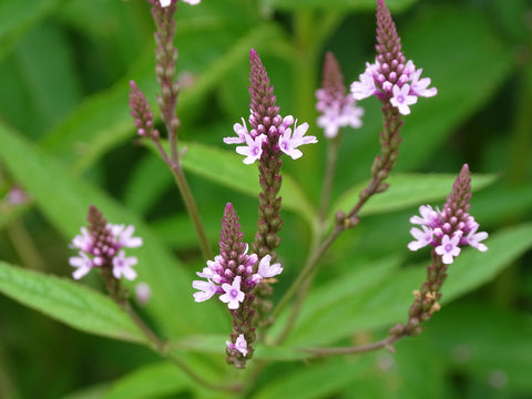 Verbena officinalis (Vervain) seeds