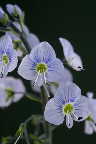 Veronica gentianoides Blue Streak (Gentian Speedwell) seeds - RP Seeds