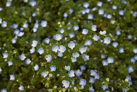 Veronica persica (Common Field Speedwell) seeds - RP Seeds