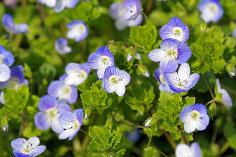 Veronica persica (Common Field Speedwell) seeds - RP Seeds